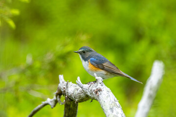 Close-up of a colorful and curious Red-flanked bluetail perched in a summertime old-growth forest near Kuusamo, Northern Finland	