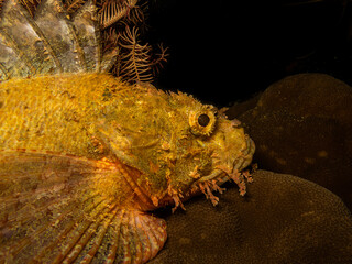 A closeup shot of the head of a scorpionfish found at a Puerto Galera wreck dive in the Philippines. Black background