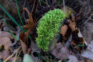 A close-up picture of green moss on a tree stump. Wet, cold, and humid winter
