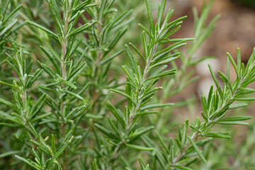 Obraz premium Fresh rosemary sprig captured in natural setting
