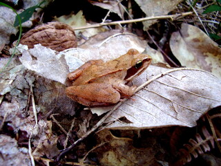European Common Brown Frog (Rana temporaria) sitting on a leaf next to a walnut giving an idea of size.
