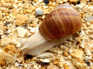Roman snail (Helix pomatia) slithering along a gravel drive  © plazaccameraman