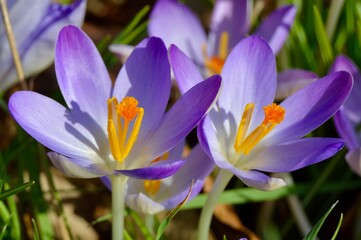 Crocuses 