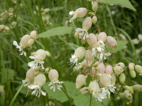 Close up of Silene vulgaris (The bladder campion or Maidenstears) growing wild in a meadow
