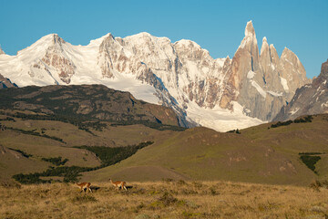 Two Guanaco Llamas run through the hills with the snow-capped Fitz Roy Mountains in the background