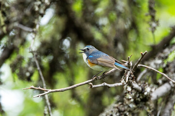 Obraz premium Close-up of a Red-flanked bluetail singing in a summertime old-growth forest near Kuusamo, Northern Finland 