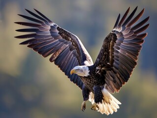Obraz premium An eagle gracefully flying with wings outstretched, against a backdrop of the natural world.