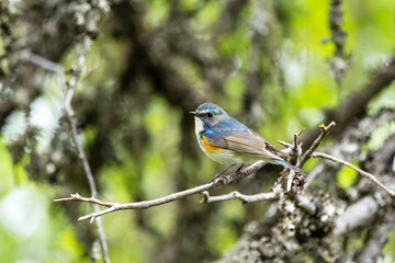 Close-up of a colorful and curious Red-flanked bluetail perched in a summertime old-growth forest near Kuusamo, Northern Finland	