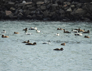 Fototapeta premium Common eider ducks swimming in the Cape Cod Canal, during the winter season, Massachusetts. 