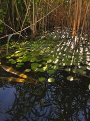 Aquatic plants lie on the surface of the pond with reeds in the background, sunlight shines through the plants.