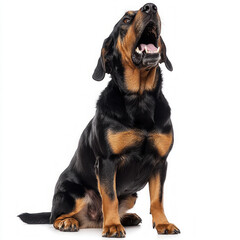 Obraz premium Dog Barking Isolated