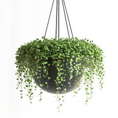 Hanging Plant Isolated
