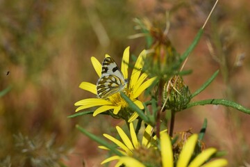 Schmetterling in der blühenden Wiese in Namibia