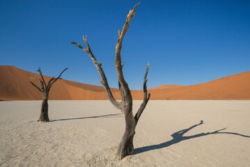 Dead trees in the Namibian desert against the backdrop of dunes