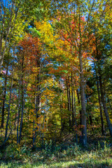 Fototapeta premium Colorful Wisconsin forest in early October