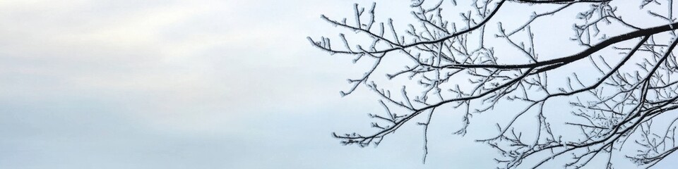 Bare winter branches against a calm overcast sky capturing seasonal stillness