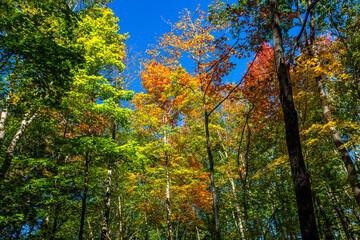 Colorful Wisconsin forest with blue sky in early October