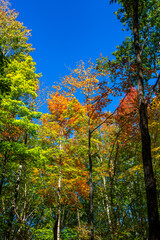 Colorful Wisconsin forest with blue sky in early October