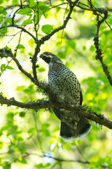 Alert male Hazel grouse perched in the canopy during a spring morning in a boreal forest in Estonia, Northern Europe