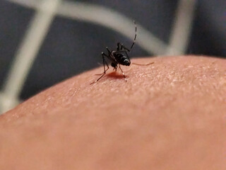 The Aedes albopictus mosquito, sucks human blood.