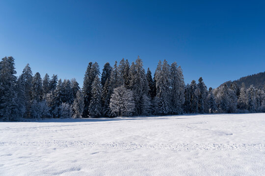 frozen trees in the mountains in snow covered landscape with crystal blue sky