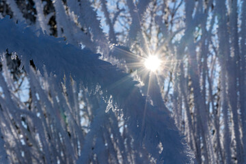 Zweige mit weißen Schneekristallen in verschneitem Wald im Winter im durscheinenden Sonnenstrahlen