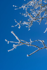 Zweige mit weißen Schneekristallen vor kristallblauem Himmel