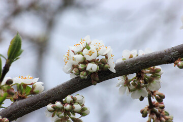 blooming tree in spring