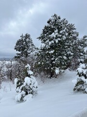 snow covered trees