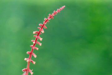 Close up of sabra spike sage (salvia confertiflora) in bloom