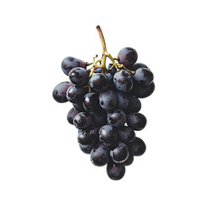Bunch of ripe black grapes placed on a plain white background, capturing their fresh and inviting look for a nutritious and delicious fruit display