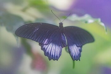 Close-up photograph of a dark, iridescent butterfly perched on plant foliage in an outdoor setting...