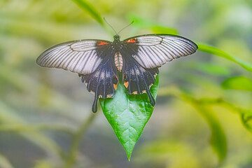 Close-up of a colorful butterfly on a green leaf in an aquatic environment, with detailed wings and natural lighting