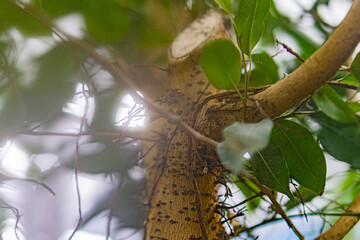 A close-up image of a lizard or gecko, clinging to tree bark, showcasing patterned skin and scales Background suggests natural setting with leaves and another tree trunk, sunlight filtering through
