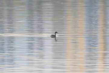 Serene Water Bird on Calm Reflective Lake at Sunrise - Peaceful Nature Scene with Ripples