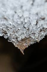 Frozen leaf on a frosty winter day with ice crystals. 