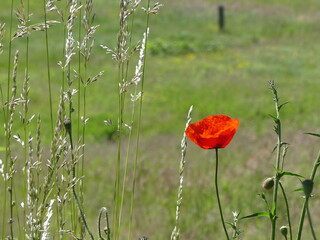 Obraz premium Mohnblume, Wiese, Feld, Gräser