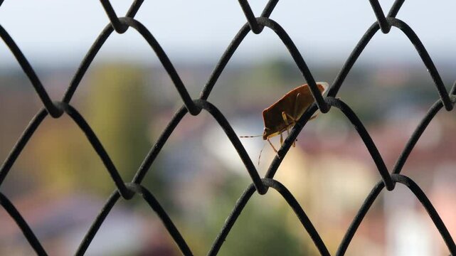 A stink bug walking on a fence in the Veneto region of Italy