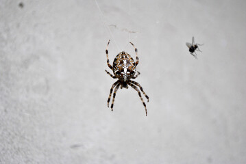 spider on the web