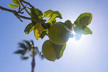 Sunlit Lemons Hanging on Tree