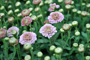 flowers in the garden