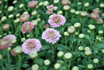 pink and white flowers