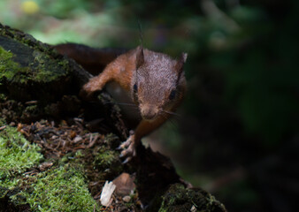 Eichhörnchen