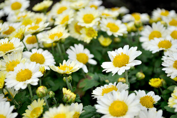 Fototapeta premium field of daisies