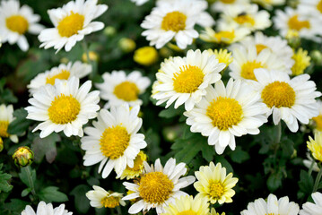Fototapeta premium daisies in a field