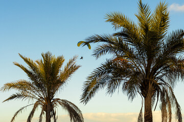 Paraglider Flying Above Palm Trees Against Blue Sky