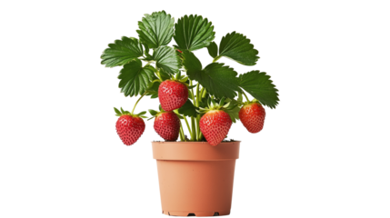 Fresh strawberry plant in terracotta pot on white or transparent background