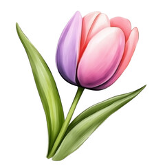 A tulip flower in shades of pink and purple, with smooth petals in an open bloom, in doodle art style.