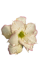 water drops isolated on white flower