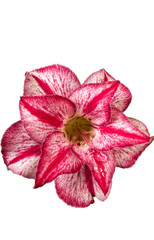 Fresh color flower with water drops 